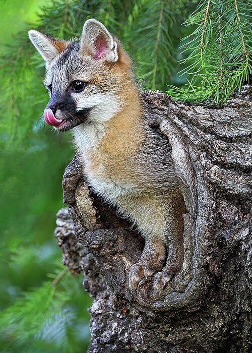 Fox Kit Greeting Card featuring the photograph Out Pops a Gray Fox by Art Cole