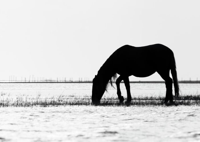 Wild Mustang Greeting Card featuring the photograph Outer Banks Wild Mustang Silhouette by Bob Decker