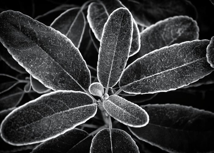 Plant Greeting Card featuring the photograph Outlined Black and White by Gary Geddes