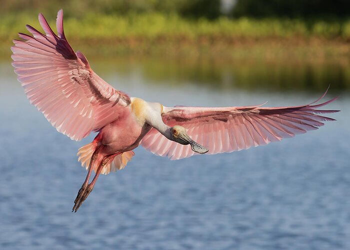 Roseate Spoonbill Greeting Card featuring the photograph Outstretched by RD Allen