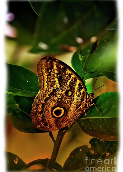 2274 Greeting Card featuring the photograph Owl Butterfly In Andalucia II by Al Bourassa