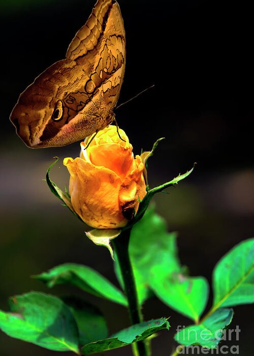 2145f Greeting Card featuring the photograph Owl Butterfly Tasting A Rosebud by Al Bourassa