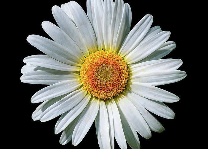 Daisy Greeting Card featuring the photograph Oxeye Daisy on Black by Bill and Linda Tiepelman