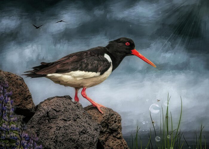 Oyster Catcher Greeting Card featuring the digital art Oyster Catcher by Maggy Pease
