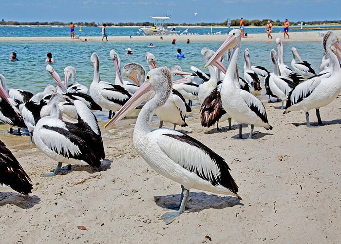 Many Australian Pelicans Greeting Card featuring the photograph Packed Beach by Az Jackson