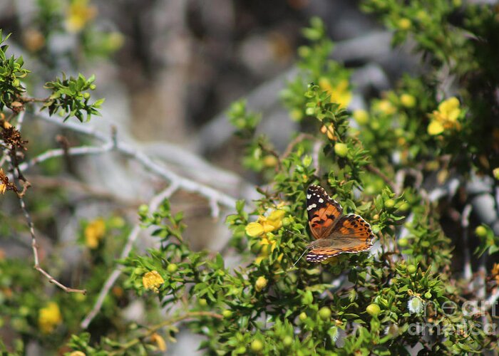 Painted Lady Greeting Card featuring the photograph Painted Lady in Coachella Valley Wildlife Preserve by Colleen Cornelius