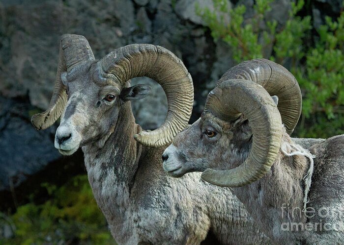  Greeting Card featuring the photograph Pair Of Rams-Signed-#5839 by J L Woody Wooden