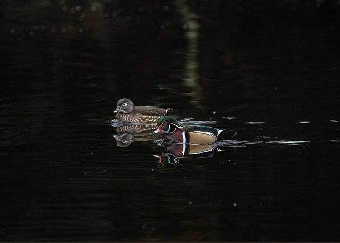 Wood Duck Greeting Card featuring the photograph Pair of Wood Ducks by Jerry Cahill