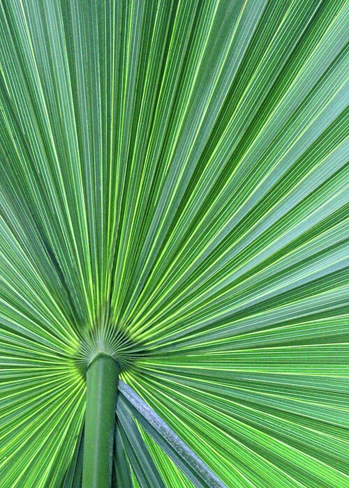 Green Greeting Card featuring the photograph Palm by Carolyn Stagger Cokley