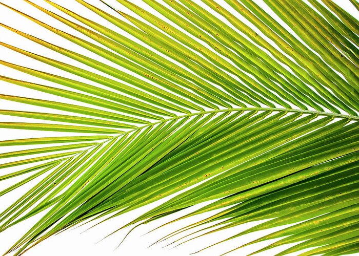 Palm Greeting Card featuring the photograph Palm Frond II by Tanya G Burnett