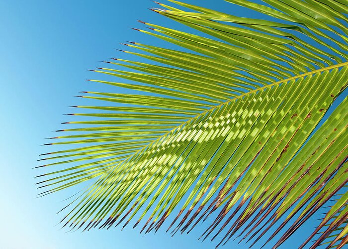 Palm Frond Greeting Card featuring the photograph Palm Frond III by Tanya G Burnett
