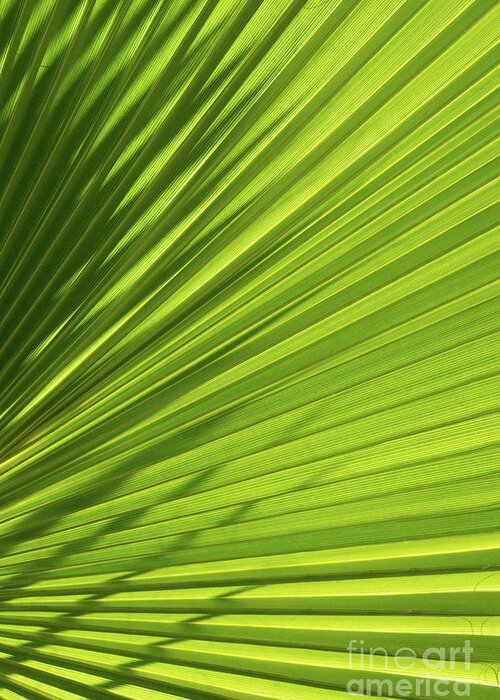 Palm Leaf Greeting Card featuring the photograph Palm leaf with light and shadow 1 by Adriana Mueller