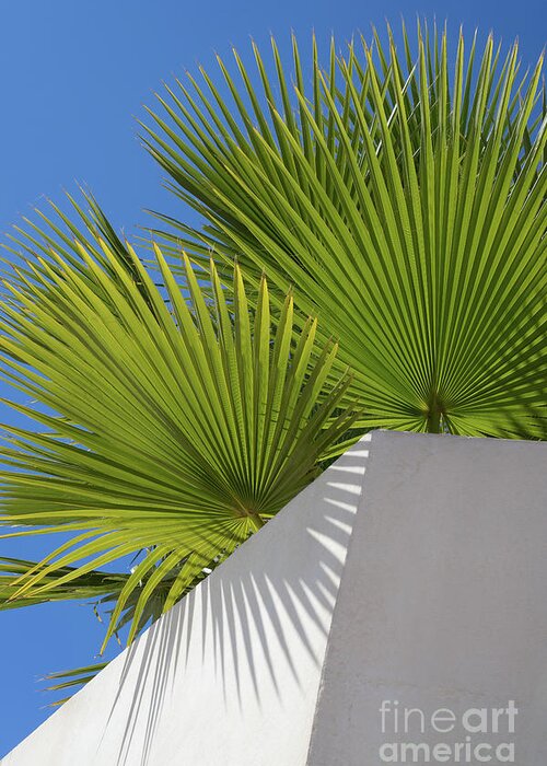 Palm Leaf Greeting Card featuring the photograph Green palm leaves, blue sky and white wall of a modern finca 1 by Adriana Mueller