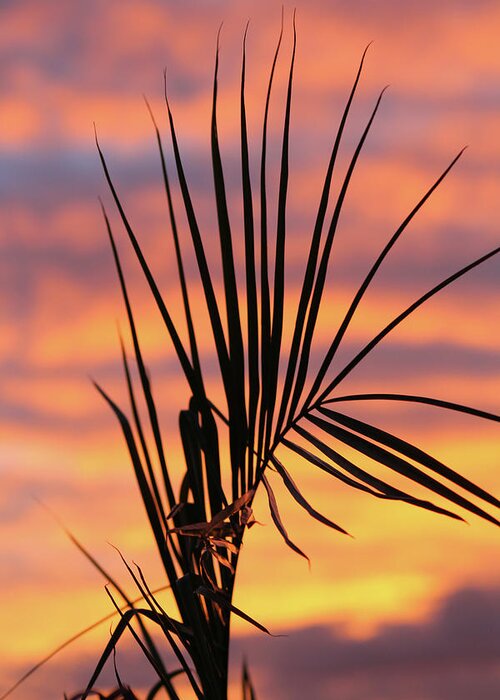 Sunset Greeting Card featuring the photograph Palm on Fire by Ryan Dougherty