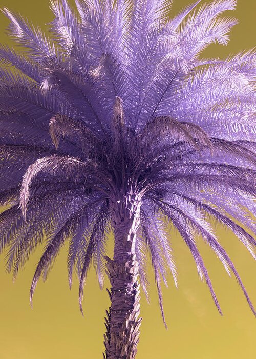 Palm Greeting Card featuring the photograph Palm Tree by Carolyn Hutchins