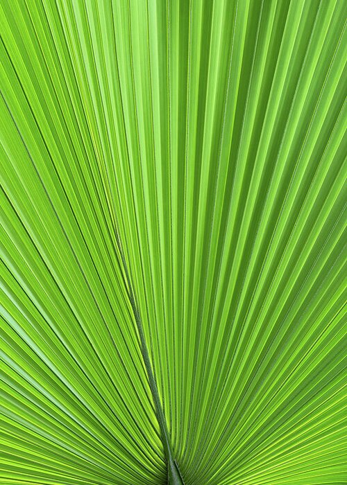Palm Greeting Card featuring the photograph Palm Tree Green Leaf Natural Pattern by Artur Bogacki