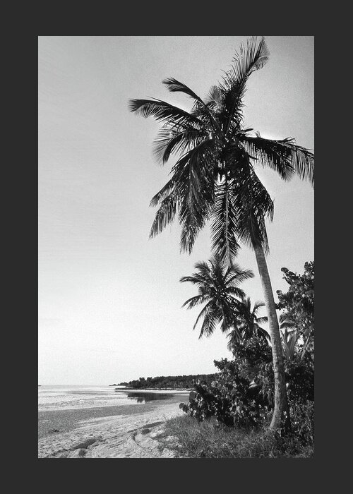Fine Art Greeting Card featuring the photograph Palm Tree by Mike McGlothlen