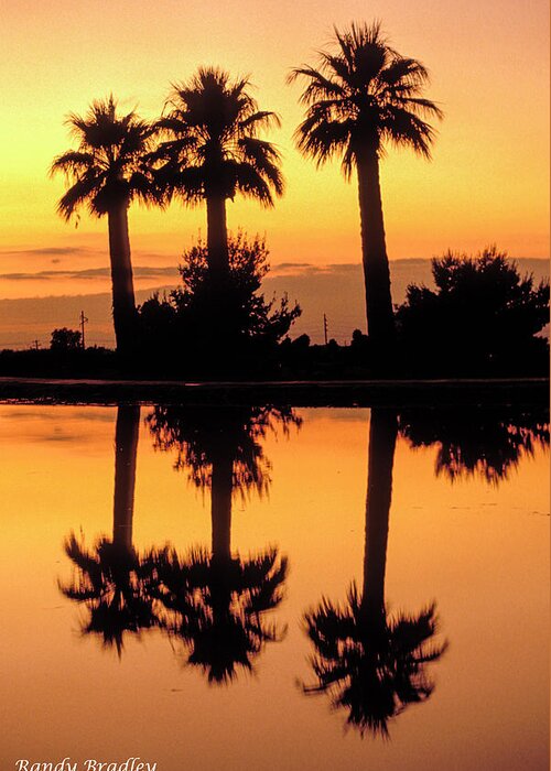 Phoenix Greeting Card featuring the photograph Palm Tree Reflection by Randy Bradley