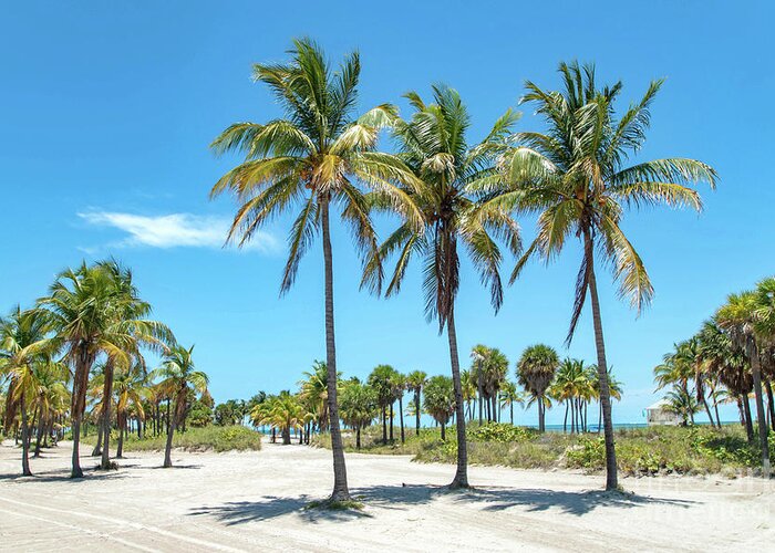 Palm Greeting Card featuring the photograph Palm Trees at Crandon Park Beach in Key Biscayne Florida by Beachtown Views