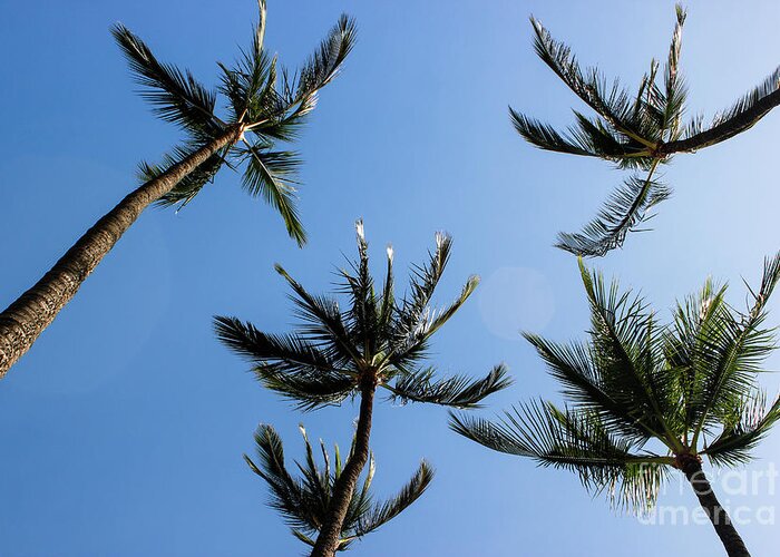 Maui Greeting Card featuring the photograph Palm Trees by Wilko van de Kamp Fine Photo Art