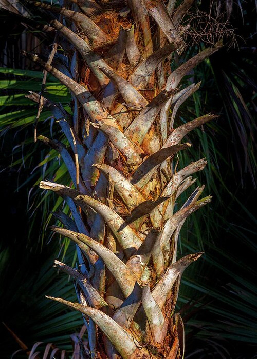 Plant Greeting Card featuring the photograph Palm Trunk by W Chris Fooshee
