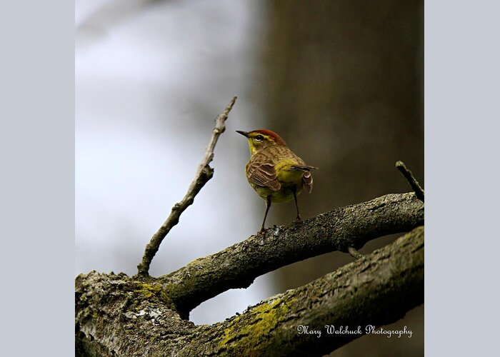 Palm Warbler Greeting Card featuring the photograph Palm Warbler by Mary Walchuck