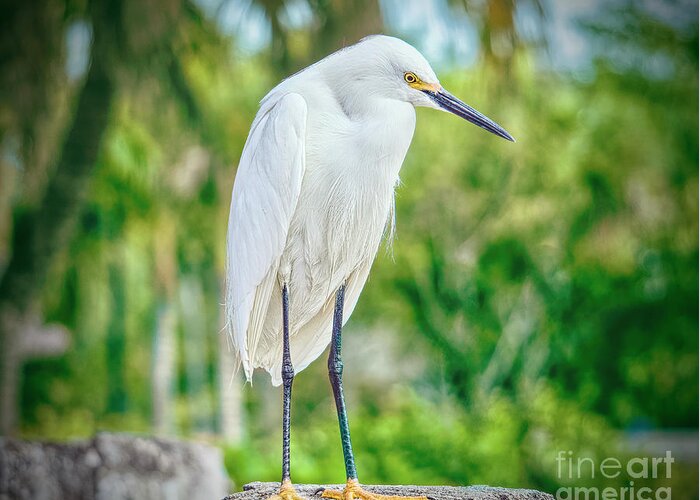 White Egrets Greeting Card featuring the photograph Palms and Egret by Judy Kay