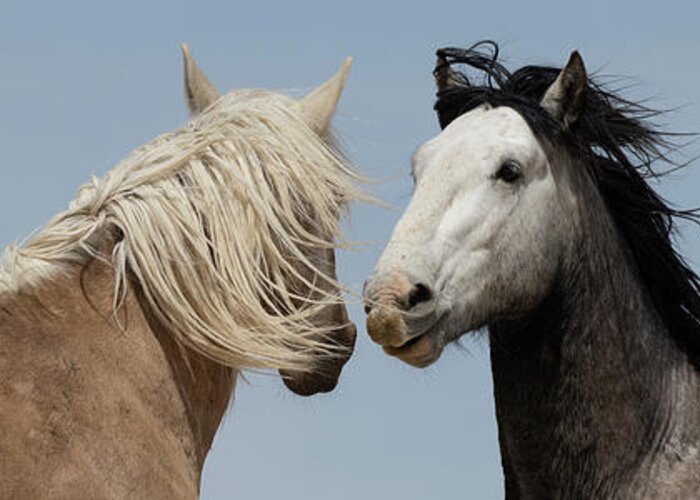Panorama Greeting Card featuring the photograph Palomino and a Gray by Mary Hone