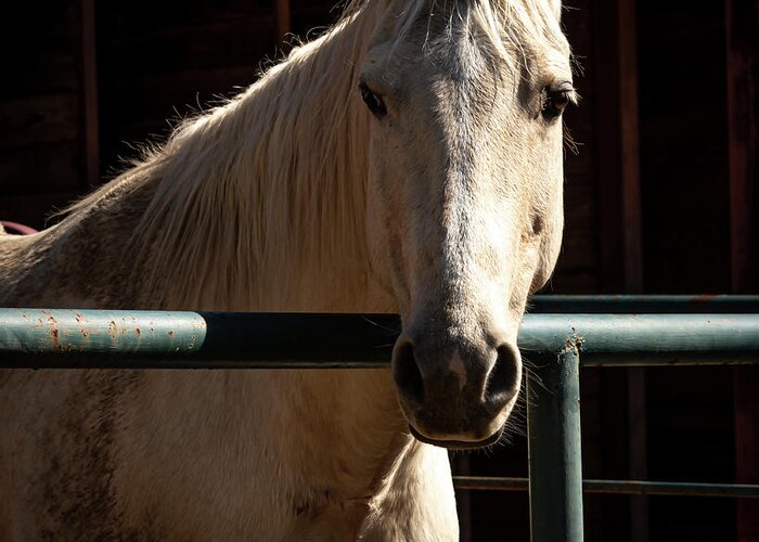 2020-02-21 Greeting Card featuring the photograph Palomino by Phil And Karen Rispin
