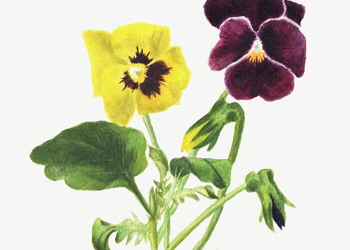 Pansies Greeting Card featuring the painting Pansies, by Mary Vaux Walcott. by World Art Collective