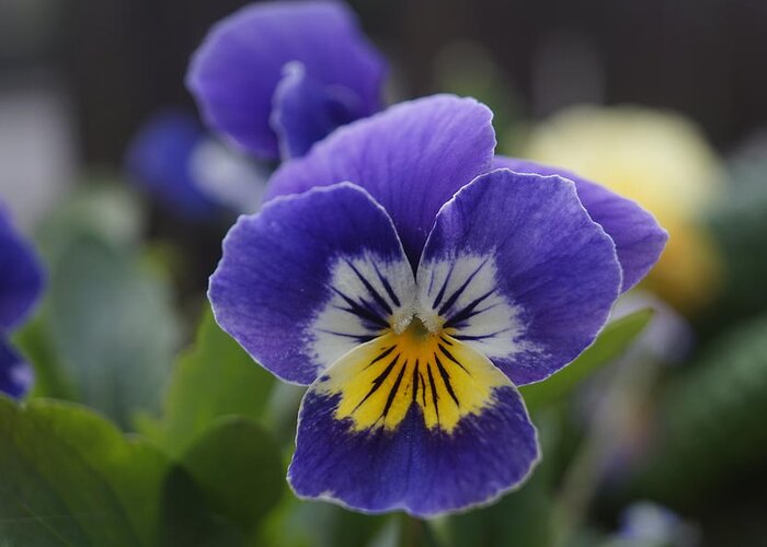Macro Greeting Card featuring the photograph Pansy. MacFlower. by Elena Perelman