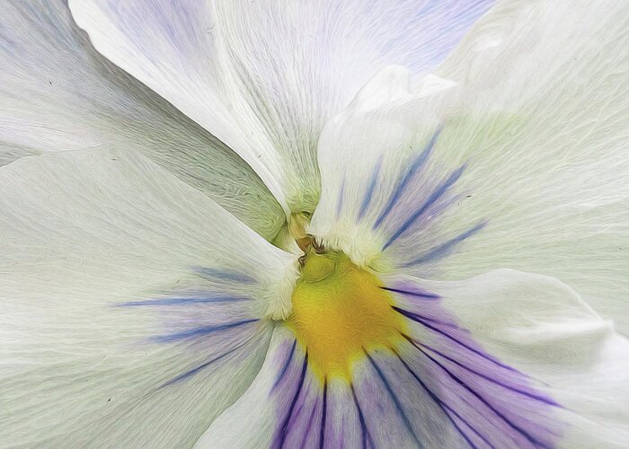 Flower Greeting Card featuring the photograph Pansy Macro by Cathy Kovarik