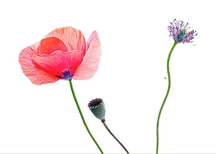 Poppies Greeting Card featuring the photograph Tris poppies by Loredana Gallo Migliorini