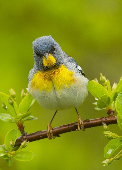 Warbler Greeting Card featuring the photograph Parula by Timothy McIntyre