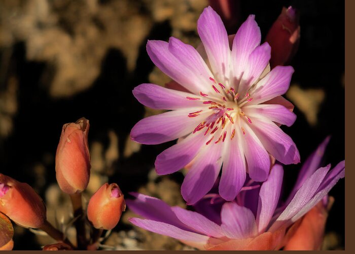  Greeting Card featuring the photograph Pasque Flower by Laura Terriere