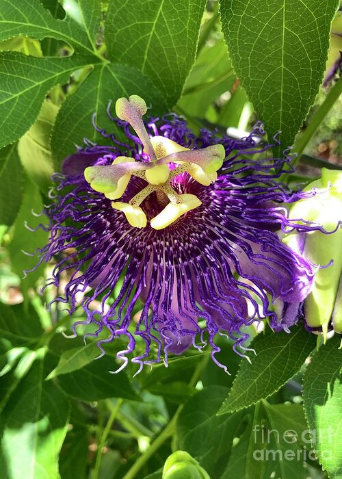Passions Flower Greeting Card featuring the photograph Passiflora by Flavia Westerwelle
