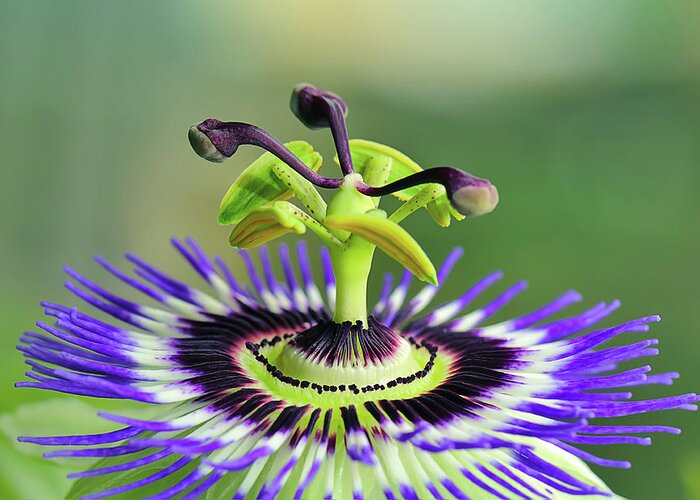 Flower Greeting Card featuring the photograph Passiflora Flower by Maria Meester