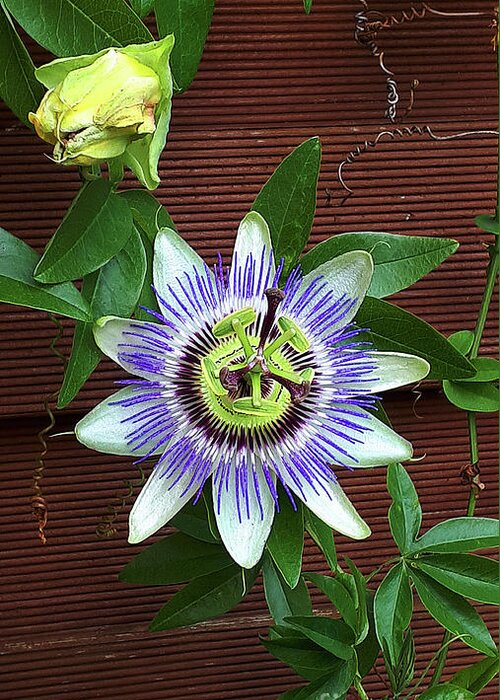 Flower Greeting Card featuring the photograph Passion Flower Beauty by Brenda Kean