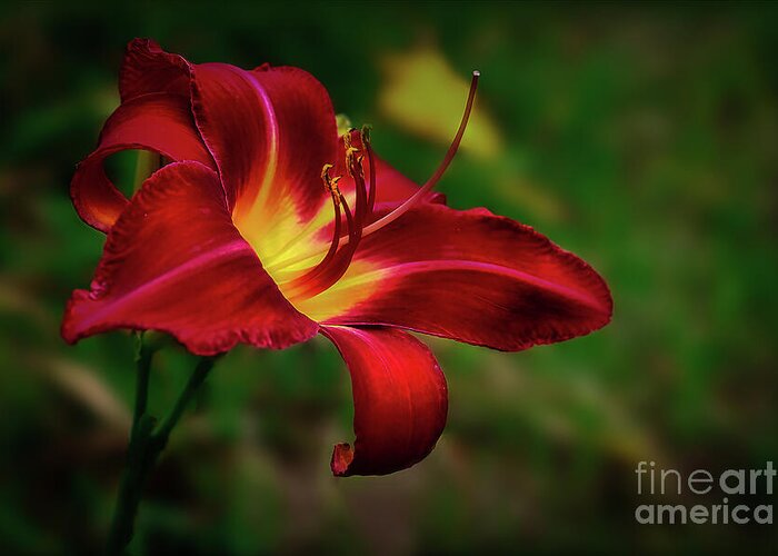 Flower Greeting Card featuring the photograph Passion for Red Daylily by Shelia Hunt