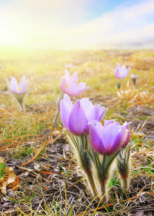 Pasque Greeting Card featuring the photograph Passover Spring by Kadek Susanto
