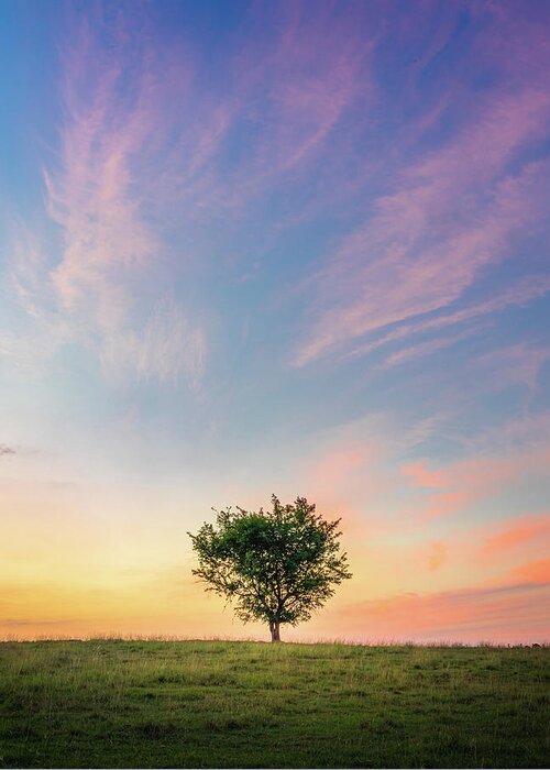 Sunrise Greeting Card featuring the photograph Pastel Sunrise Beautiful Tree Mississippi by Jordan Hill