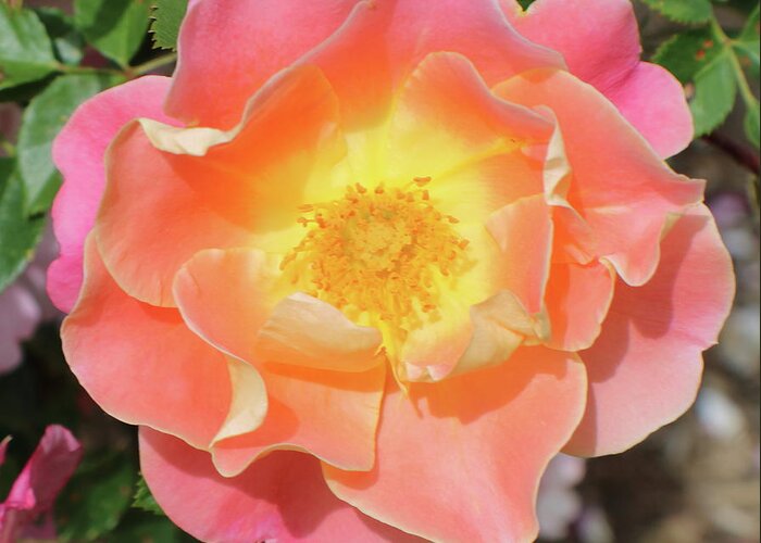 Pastel Greeting Card featuring the photograph Pastel Sunset Rose by Kenneth Pope