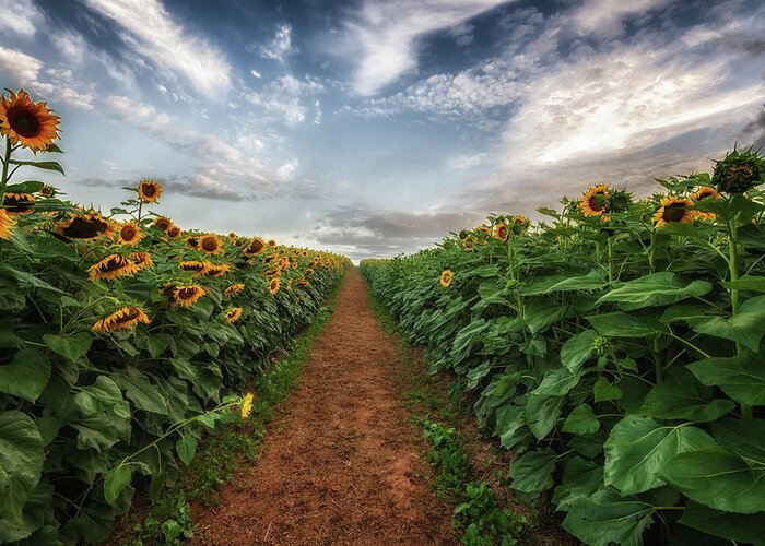 Sunflower Field Greeting Card featuring the photograph Pathway to Heaven by Tricia Louque