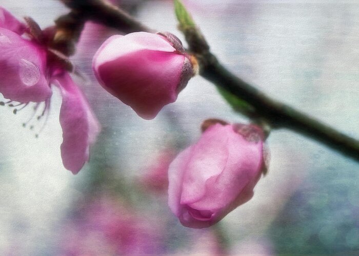 Peach Blossoms Greeting Card featuring the photograph Peach Blossom Special by Laura Vilandre