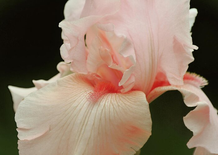 Iris Greeting Card featuring the photograph Peach Pink Iris Flower for Spring by Gaby Ethington