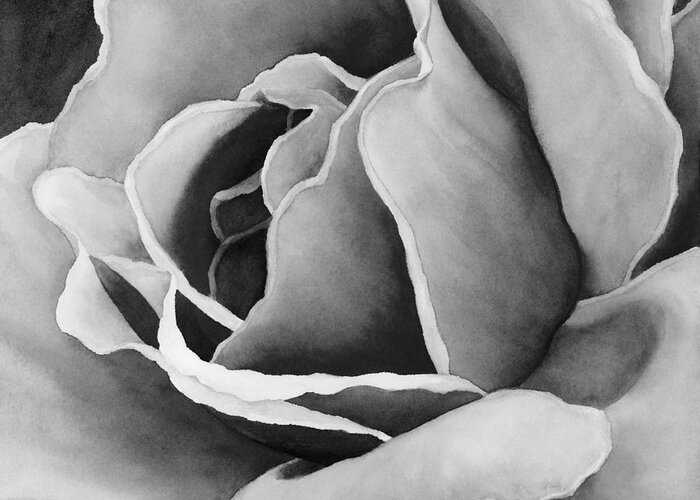 Rose Greeting Card featuring the painting Peach Rose in Black and White by Hailey E Herrera