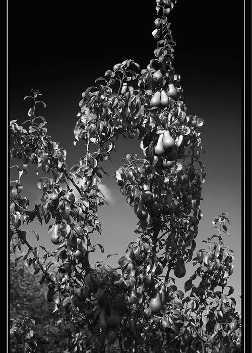 Tree Greeting Card featuring the photograph Pear Tree Monochrome by Jeff Townsend