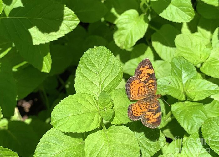 Butterfly Greeting Card featuring the photograph Pearl Crescent Butterfly by Catherine Wilson