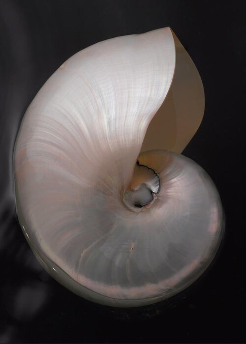Seashell Greeting Card featuring the photograph Pearl Nautilus by John Manno
