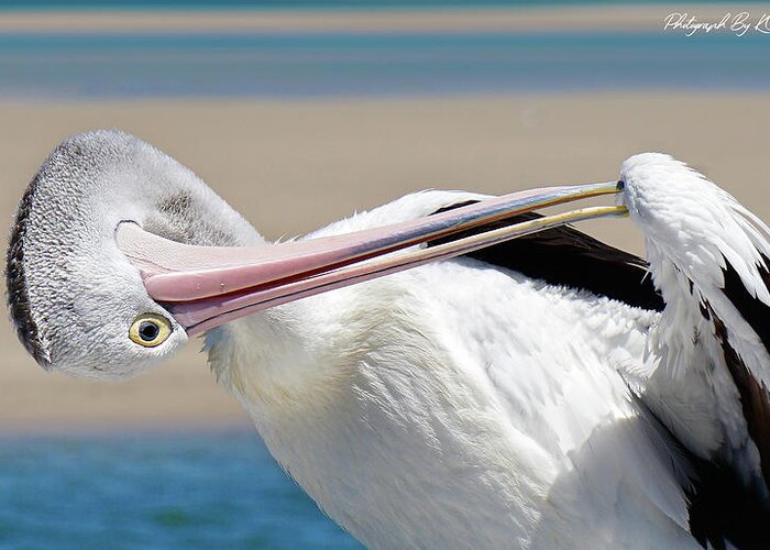 Australian Pelican Greeting Card featuring the digital art Pelican care 027 by Kevin Chippindall